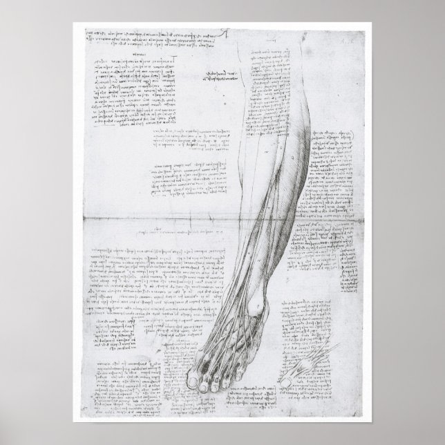 Muskeln des Leg, Leonardo Da Vinci Poster (Vorne)