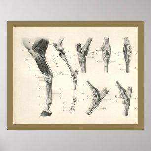 Muskeln Leg Knochen Gelenke Anatomie Druck Poster