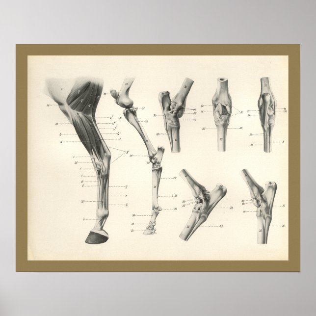 Muskeln Leg Knochen Gelenke Anatomie Druck Poster (Vorne)