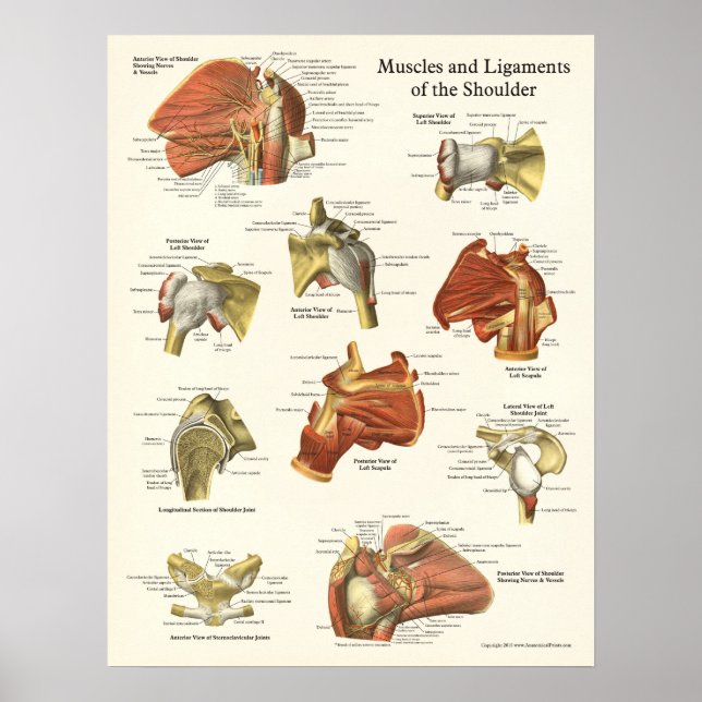 Muskeln & Ligaments Schulteranatomie Poster (Vorne)