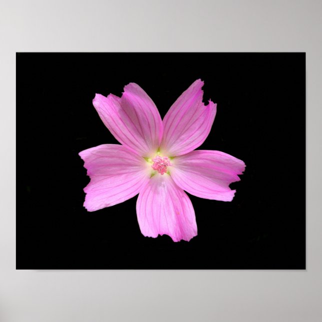 Muskeln-Mallow-Poster Poster (Vorne)