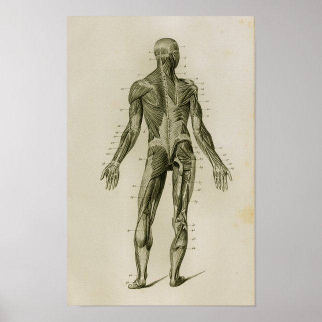 Muskeln Nachstehend Vintage Anatomie Poster (Vorne)