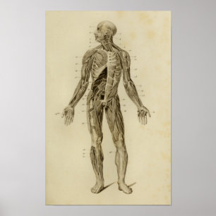 Muskeln Nerven Anatomie Druck Vintage Poster