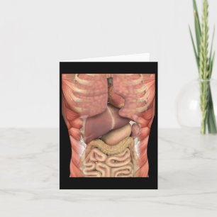 Muskeln organisieren Beängstigende Anatomie Lehrer Karte