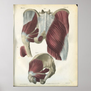 Muskeln und Angesagte Muskeln Anatomie Poster