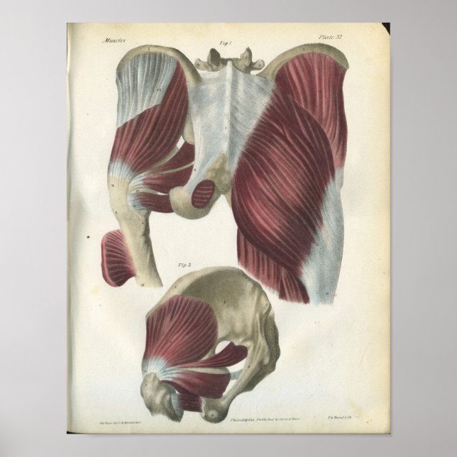 Muskeln und Angesagte Muskeln Anatomie Poster (Vorne)