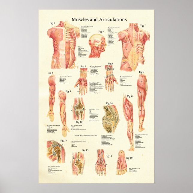 Muskeln und Artikulationen Humane Anatomie Poster (Vorne)