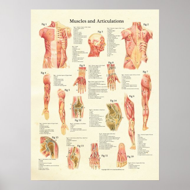 Muskeln und Artikulationen Humane Anatomie Poster (Vorne)