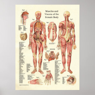Muskeln und Viscera des weiblichen Anatomie-Poster Poster