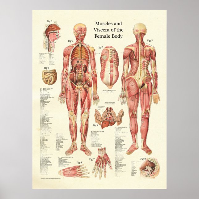 Muskeln und Viscera des weiblichen Anatomie-Poster Poster (Vorne)