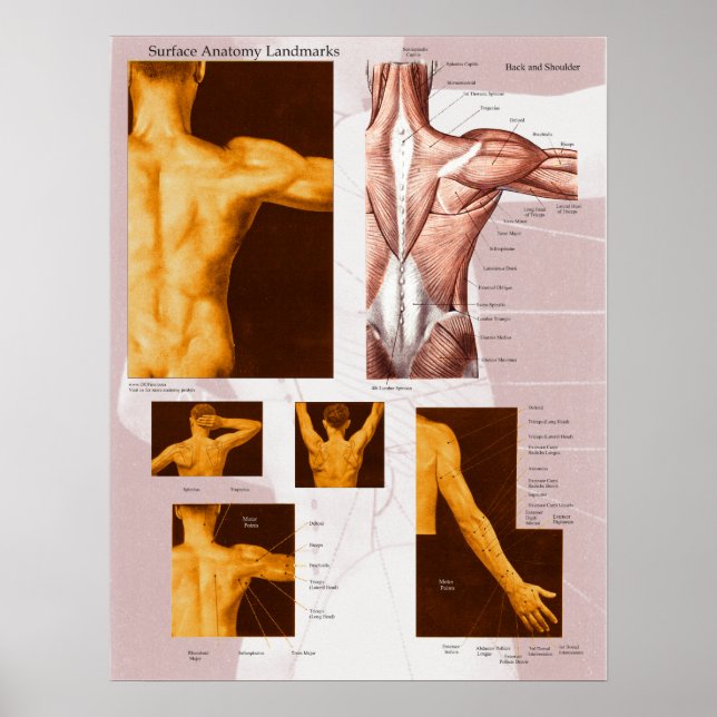 Muskeloberfläche Anatomie Poster Back & Shoulder (Vorne)