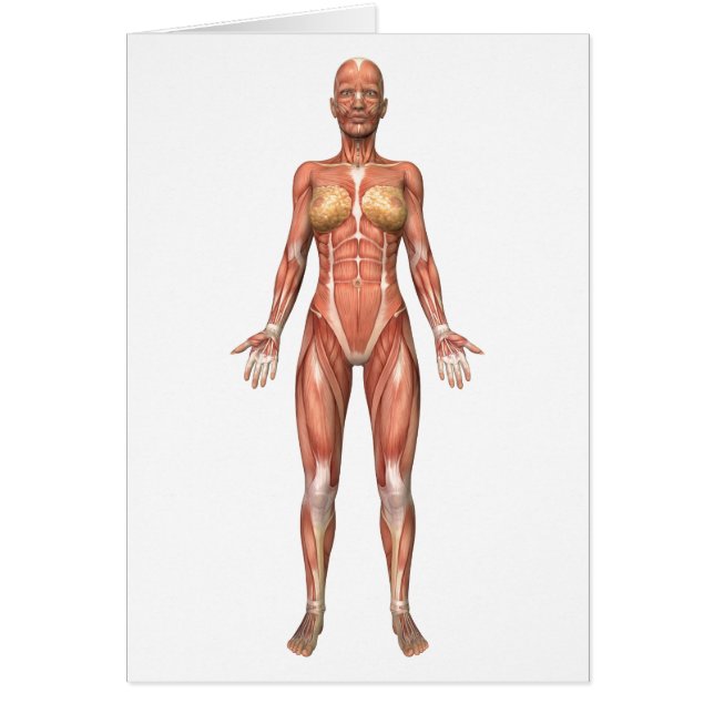 Muskelweibliches System, Vorderansicht (Vorne)