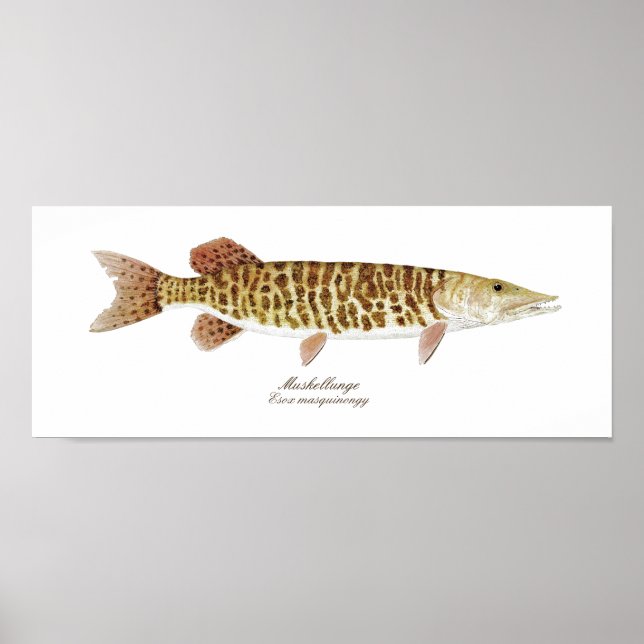 Muskie Art Poster (Vorne)