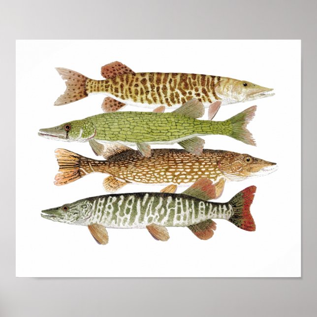 Muskie, Pike, Tiger und Pickerel II Poster (Vorne)