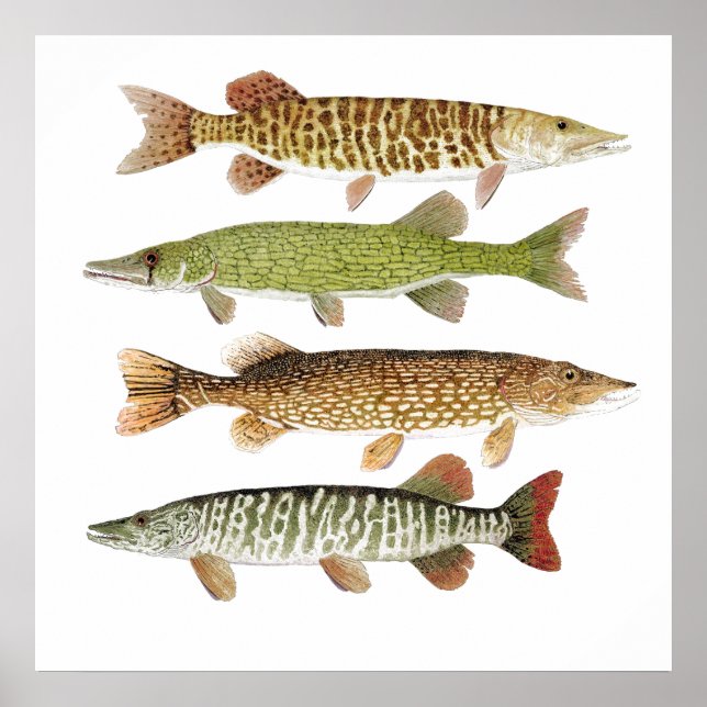 Muskie, Pike, Tiger und Pickerel Poster (Vorne)