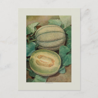 Muskmellon Postkarte