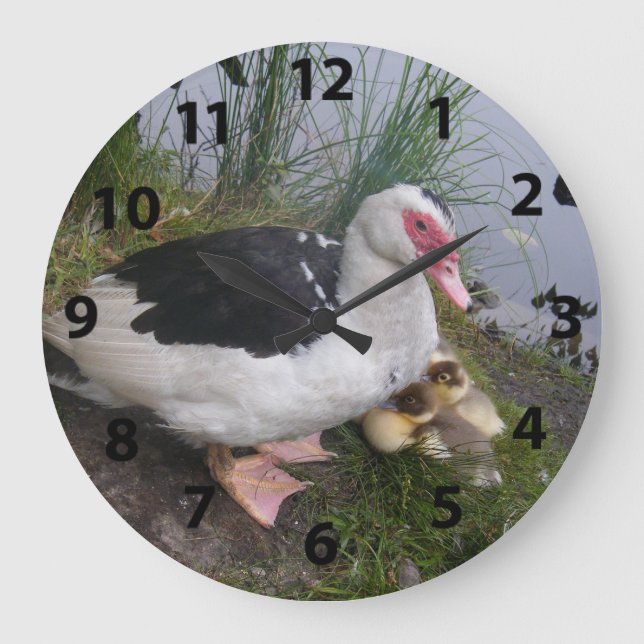 Muskovy Duck and Ducklings Clock Große Wanduhr (Vorderseite)