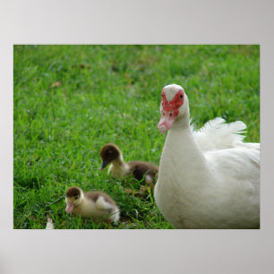 Muskovy Hen und Ducklings Poster
