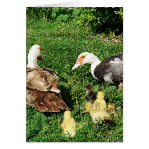 Muskovy Hens und Ducklings