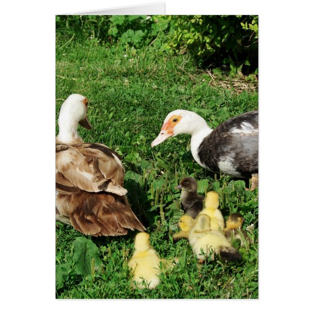 Muskowy Hens and Ducklings (Vorne)