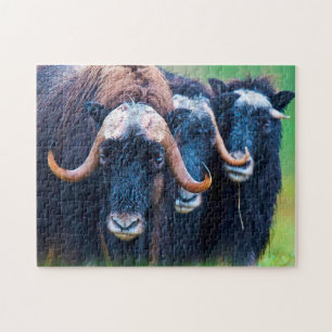 Muskox Alaska. Puzzle