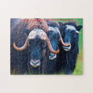 Muskox Alaska. Weihnachtsgrüße Puzzle