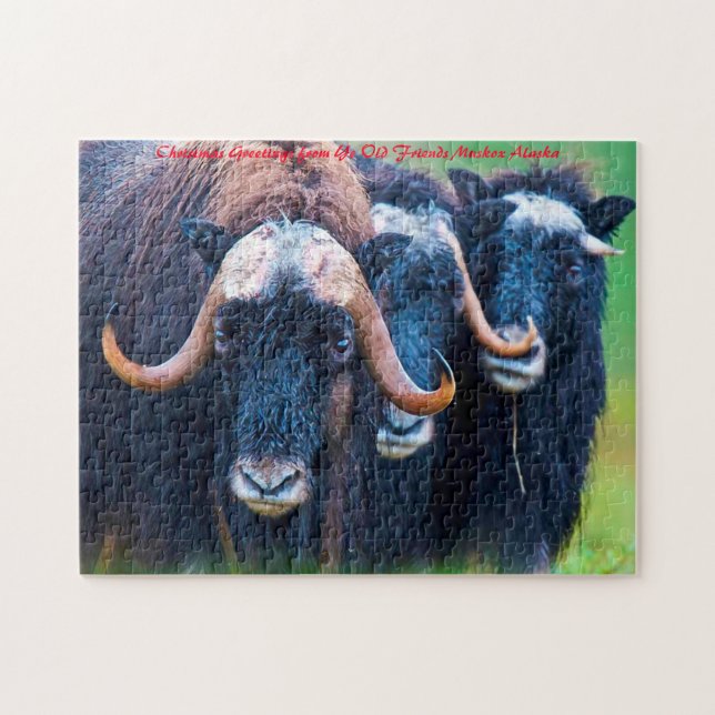 Muskox Alaska. Weihnachtsgrüße Puzzle (Horizontal)