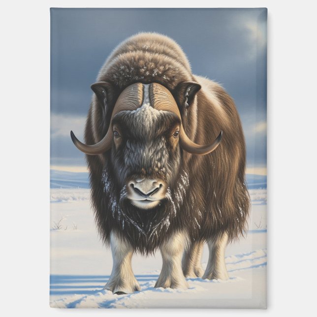 Muskox im Aulavik-Nationalpark Kanada Magnet (Vorderseite)