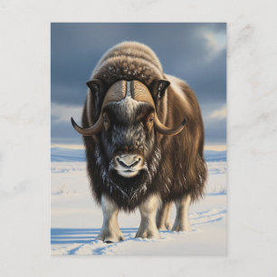 Muskox im Aulavik-Nationalpark Kanada Postkarte