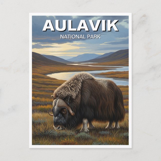 Muskox im Aulavik-Nationalpark Kanada Postkarte (Vorderseite)