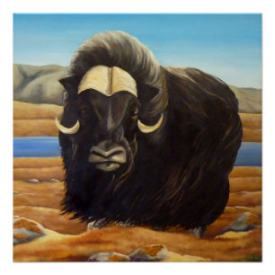 Muskox Malerei kanadisches Wildlife Poster drucken