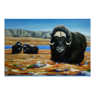 Muskox Malerei kanadisches Wildlife Poster drucken