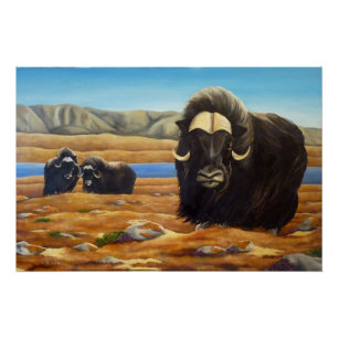 Muskox Malerei kanadisches Wildlife Poster drucken