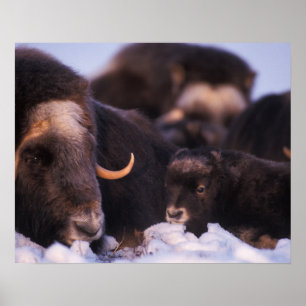 muskox, Ovibos moschatus, cow with newborn, Poster