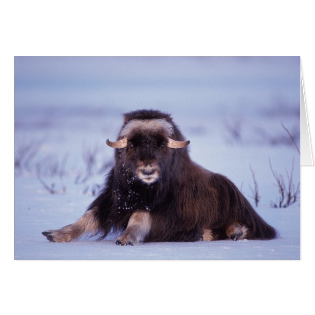 Muskox, Ovibos moschatus, junger Bulle (Vorderseite (Horizontal))