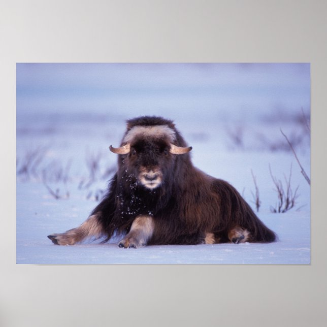 Muskox, Ovibos moschatus, junger Bulle auf der Poster (Vorne)