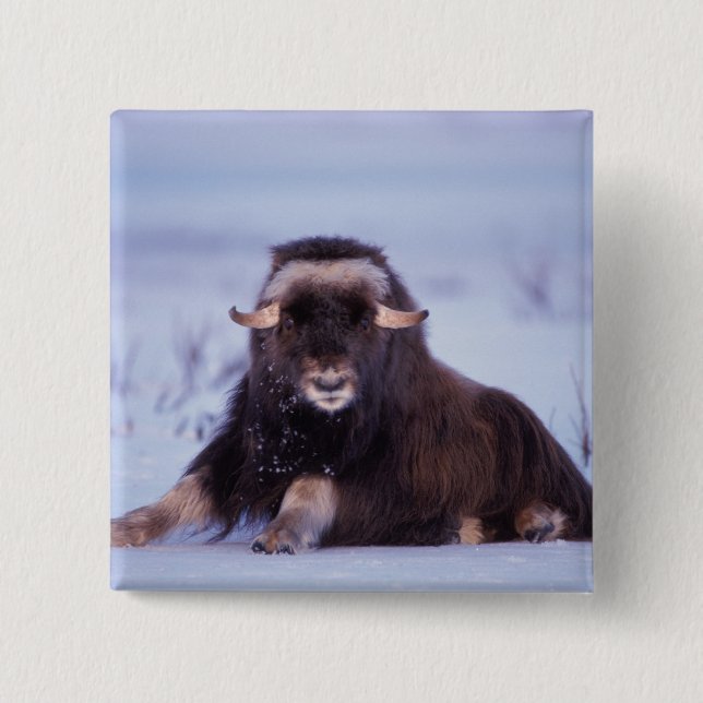 Muskox, Ovibos moschatus, junger Bulle Button (Vorderseite)