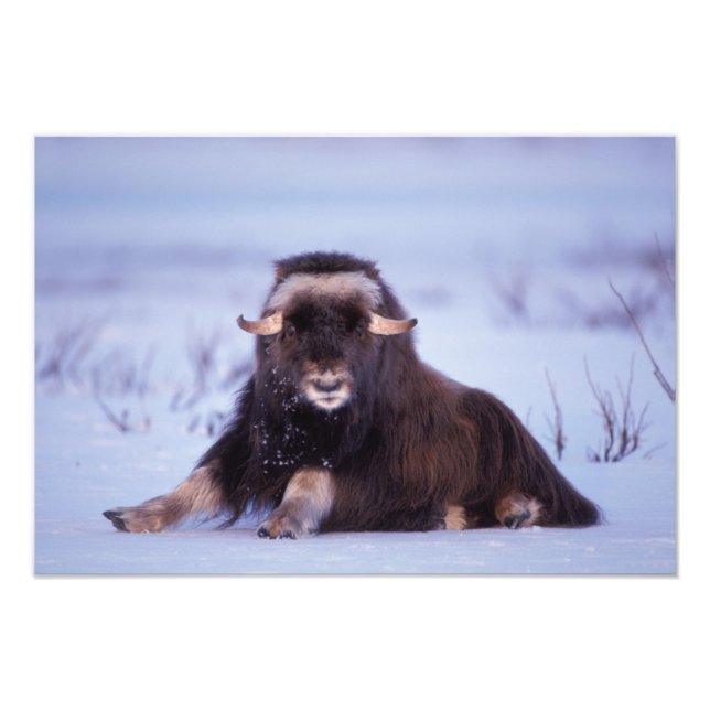 Muskox, Ovibos moschatus, junger Bulle Fotodruck (Vorne)