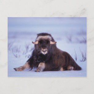 Muskox, Ovibos moschatus, junger Bulle Postkarte