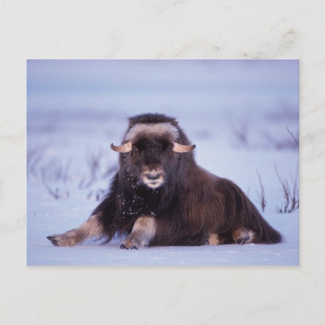 Muskox, Ovibos moschatus, junger Bulle Postkarte (Vorderseite)