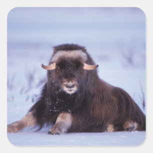 Muskox, Ovibos moschatus, junger Bulle Quadratischer Aufkleber