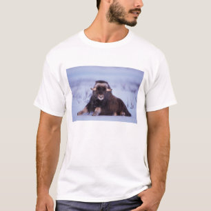Muskox, Ovibos moschatus, junger Bulle T-Shirt