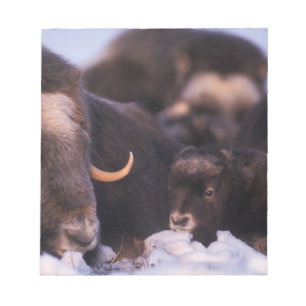 Muskox, Ovibos moschatus, Kuh mit Neugeborenen, Notizblock