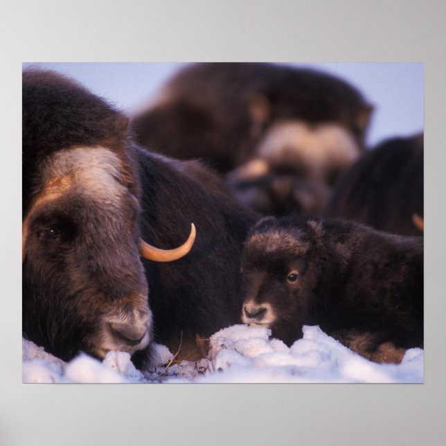 Muskox, Ovibos moschatus, Kuh mit Neugeborenen, Poster (Vorne)