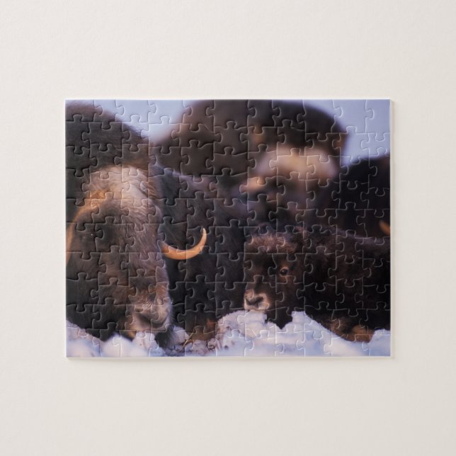 Muskox, Ovibos moschatus, Kuh mit Neugeborenen, Puzzle (Horizontal)