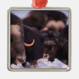 Muskox, Ovibos moschatus, Kuh mit Neugeborenen, Silbernes Ornament