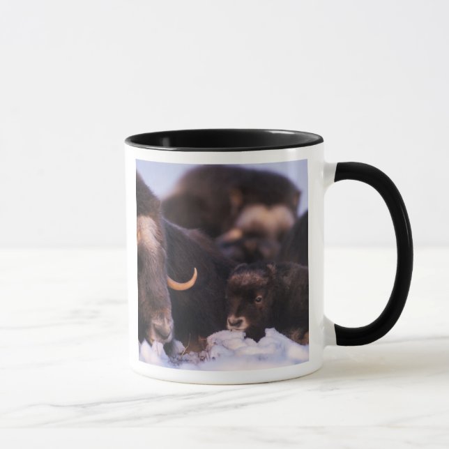 Muskox, Ovibos moschatus, Kuh mit Neugeborenen, Tasse (Rechts)