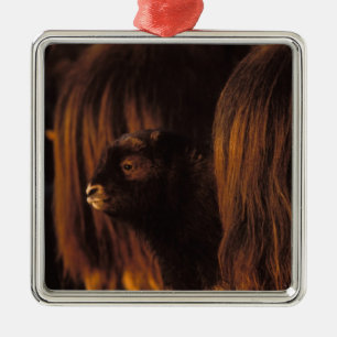 Muskox, Ovibos moschatus, neugeborenes Kalb Ornament Aus Metall