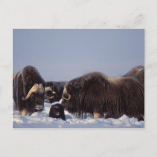 muskox, Ovibos moschatus, Stier und Kuh mit Postkarte