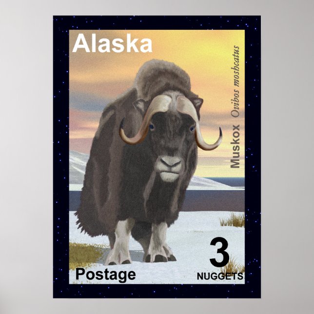 Muskox Poster (Vorne)